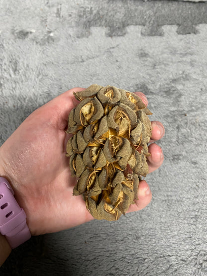Magnolia Pod