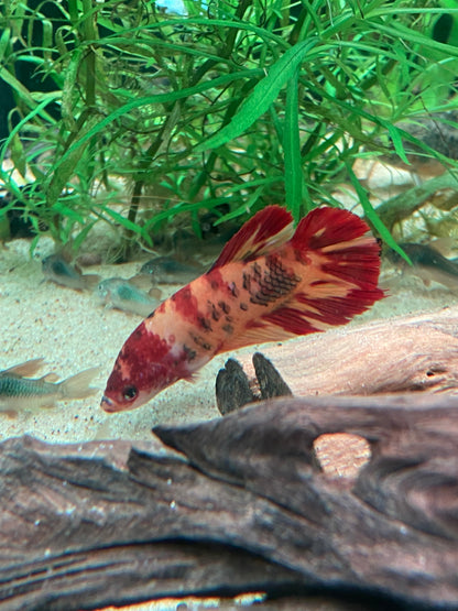 Giant Plakat Betta - Grade A (Male)
