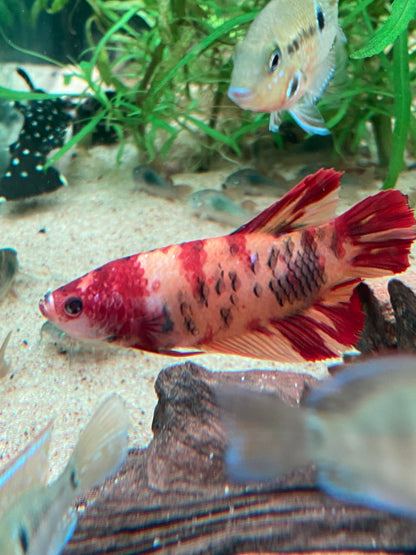 Giant Plakat Betta - Grade A (Male)