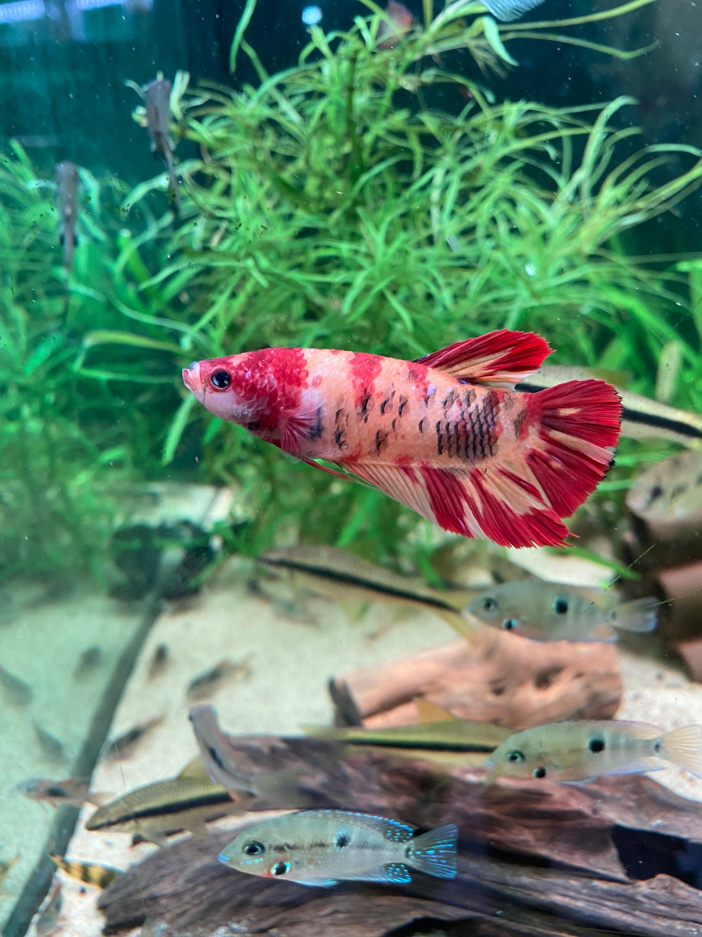 Giant Plakat Betta - Grade A (Male)