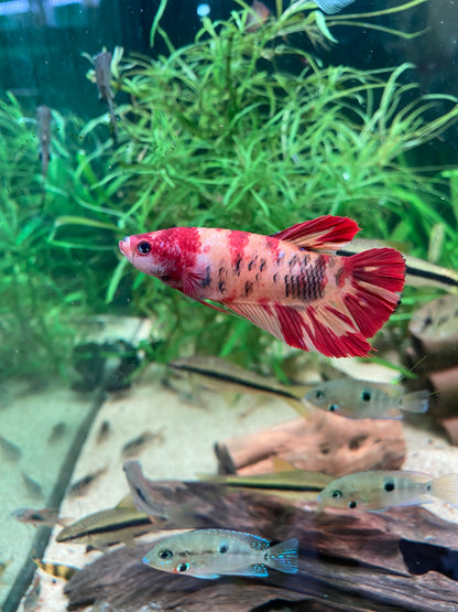 Giant Plakat Betta - Grade A (Male)