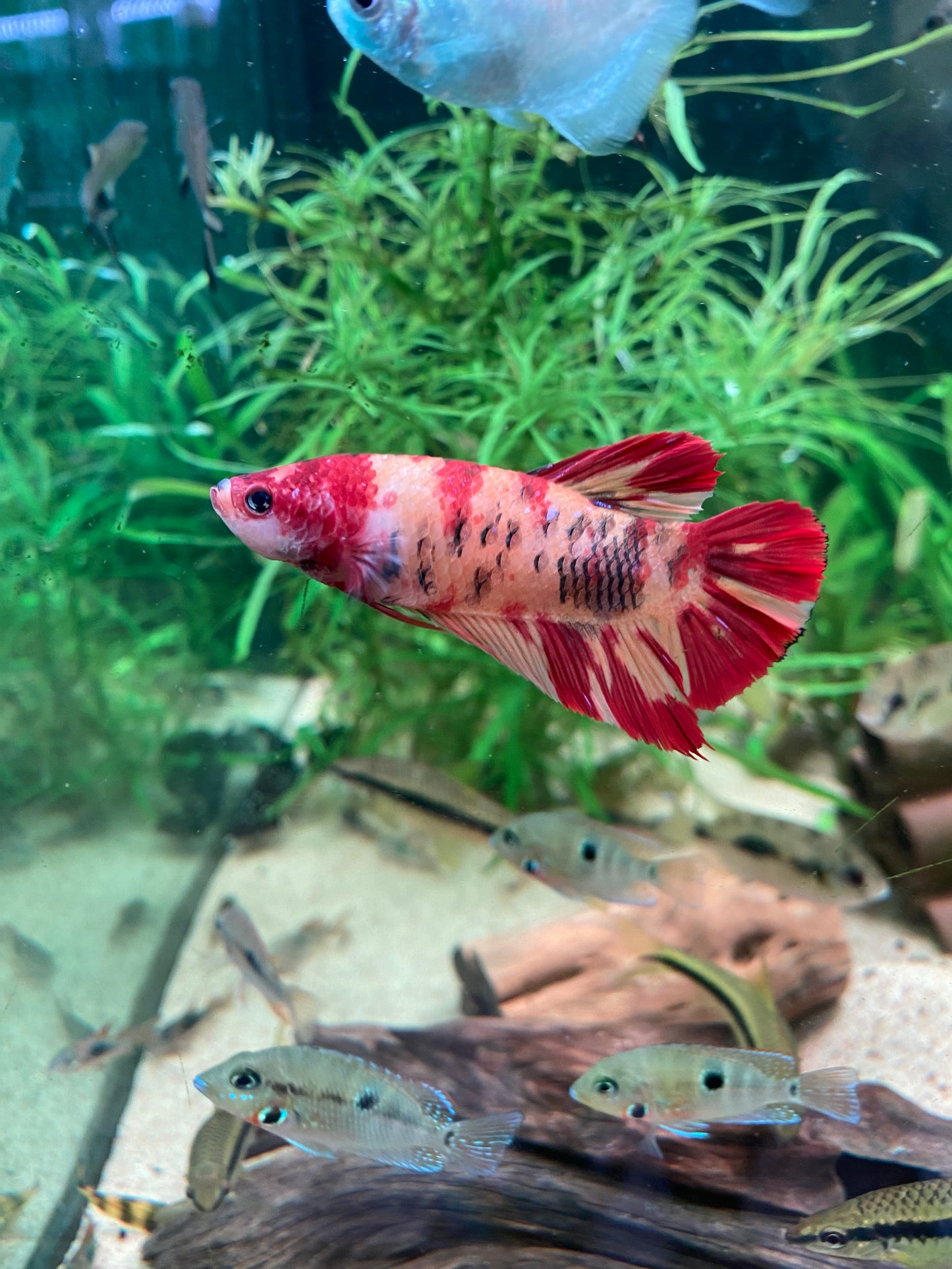 Giant Plakat Betta - Grade A (Male)