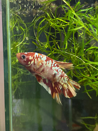 HMPK Copper Galaxy Betta - Grade A (Male)