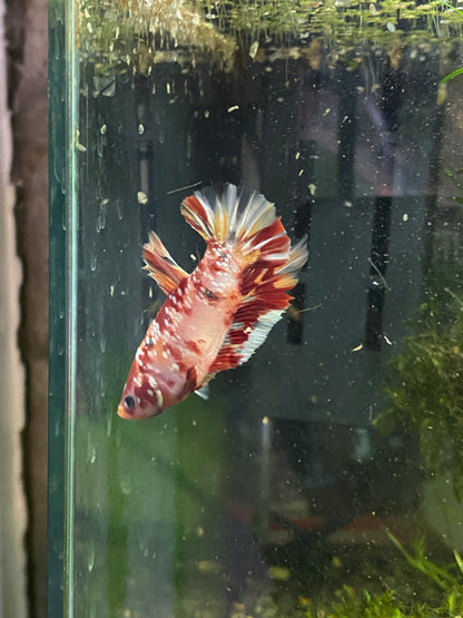 HMPK Copper Galaxy Betta - Grade A (Male)