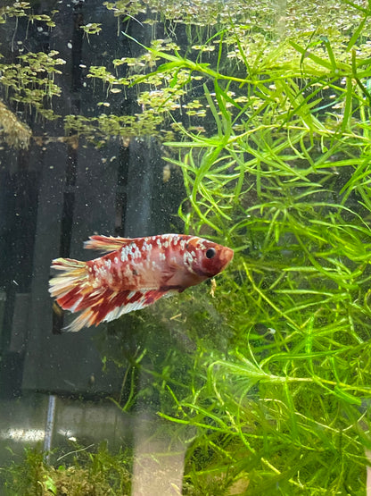 HMPK Copper Galaxy Betta - Grade A (Male)