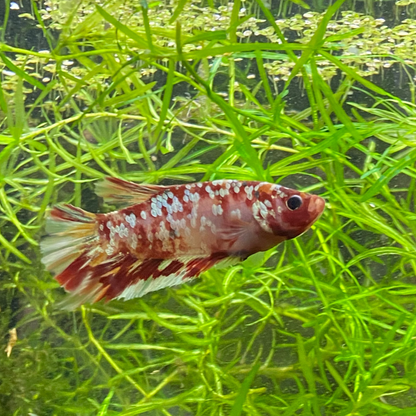 HMPK Copper Galaxy Betta - Grade A (Male)