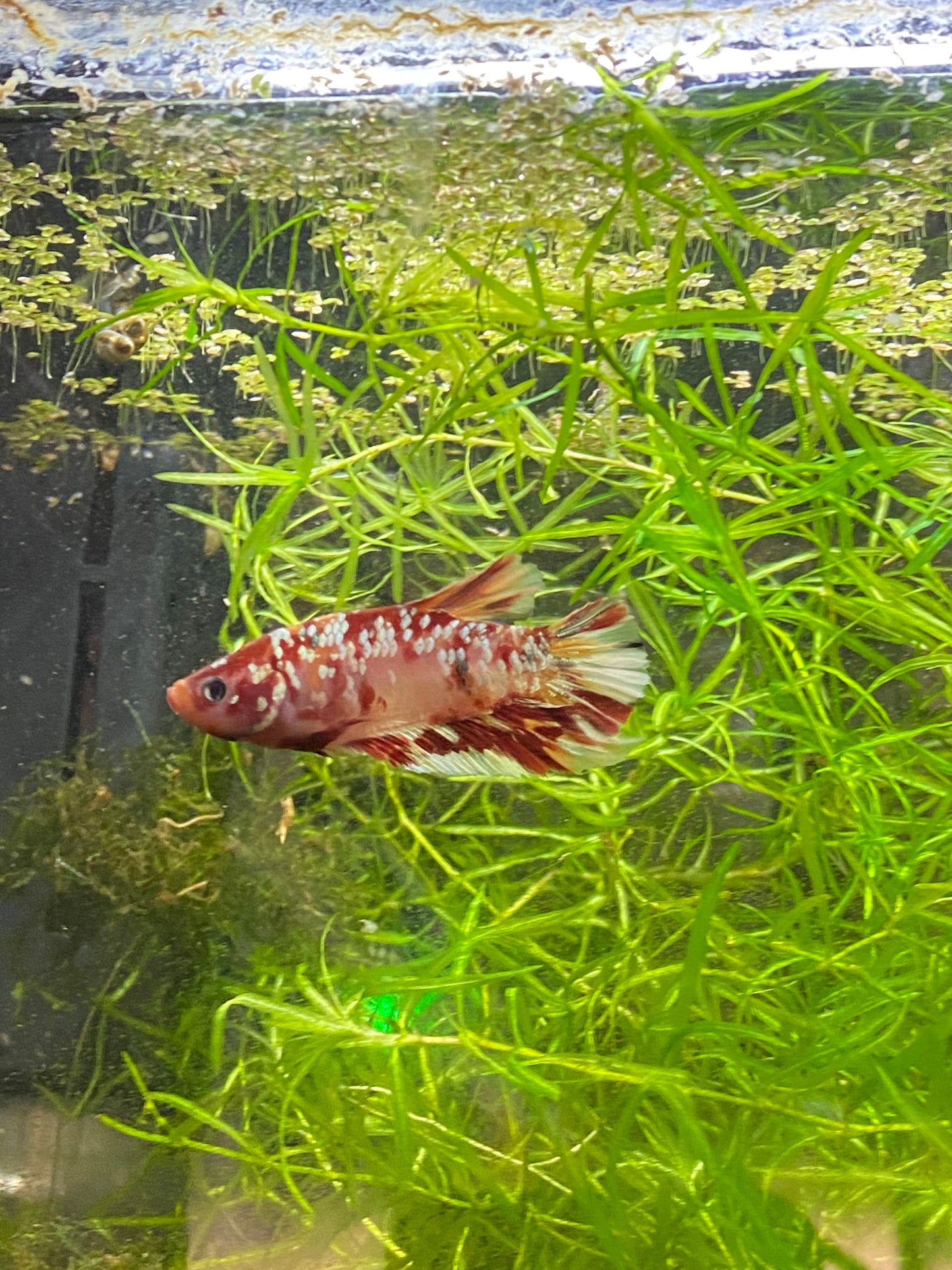 HMPK Copper Galaxy Betta - Grade A (Male)