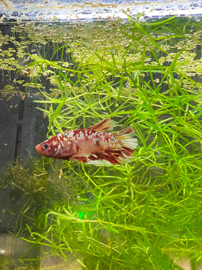 HMPK Copper Galaxy Betta - Grade A (Male)