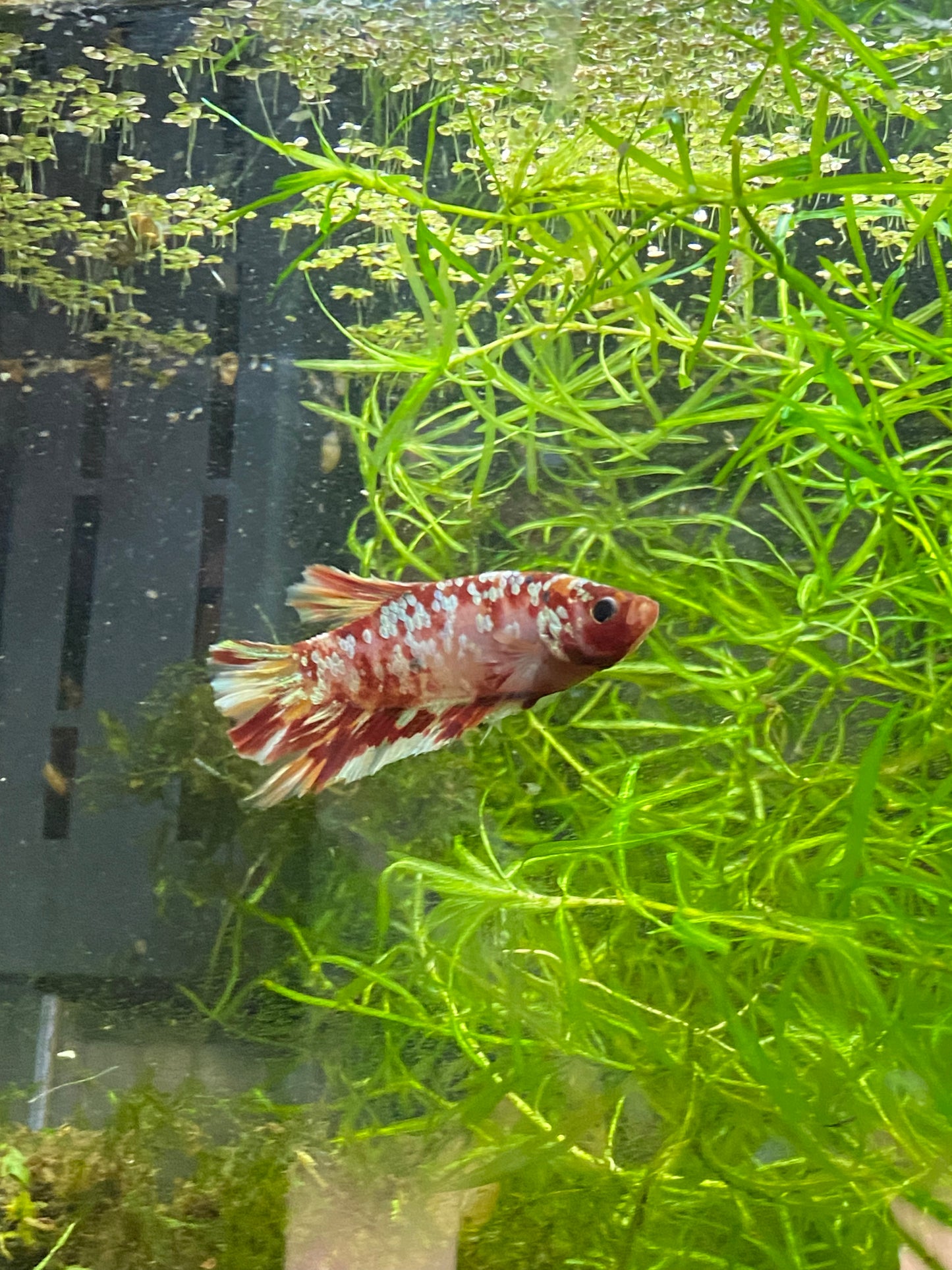 HMPK Copper Galaxy Betta - Grade A (Male)