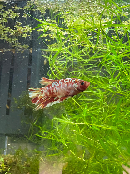 HMPK Copper Galaxy Betta - Grade A (Male)