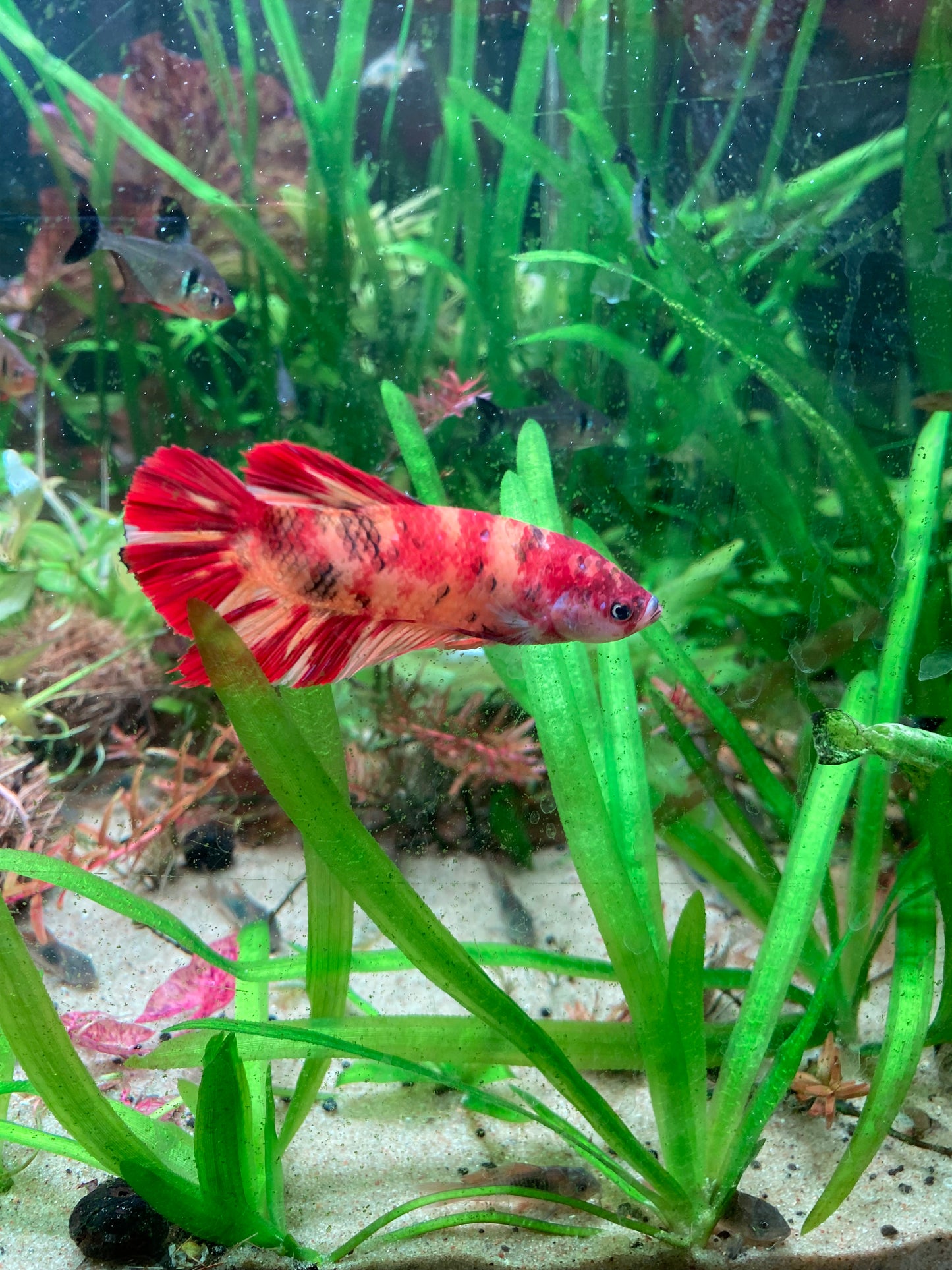 Giant Plakat Betta - Grade A (Male)