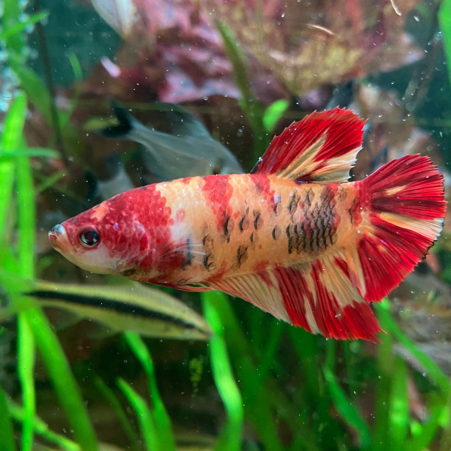 Giant Plakat Betta - Grade A (Male)
