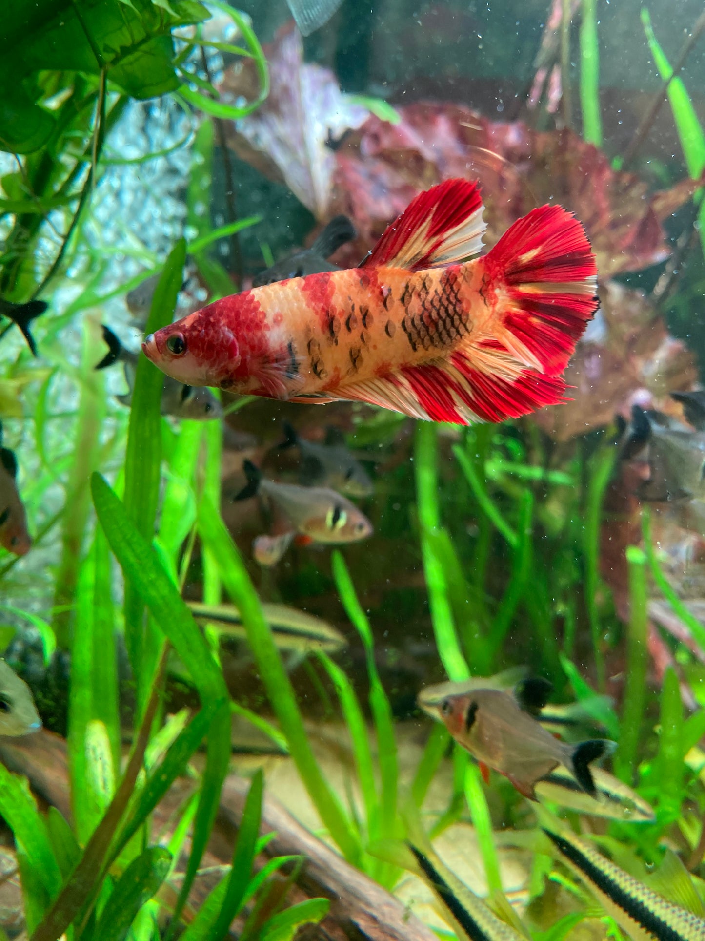Giant Plakat Betta - Grade A (Male)