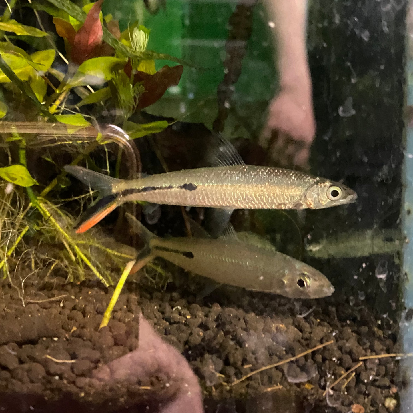 Red Tail Hemiodus Tetra - Hemiodus Gracilis