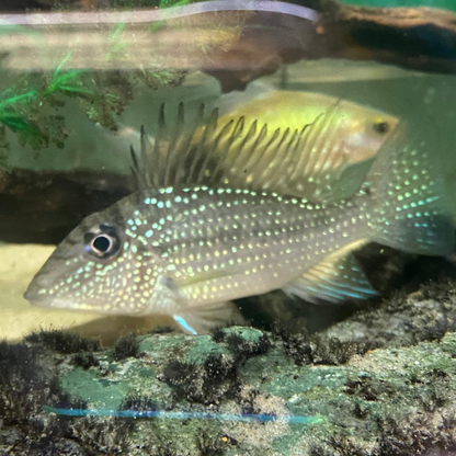  Satanoperca Geophagus