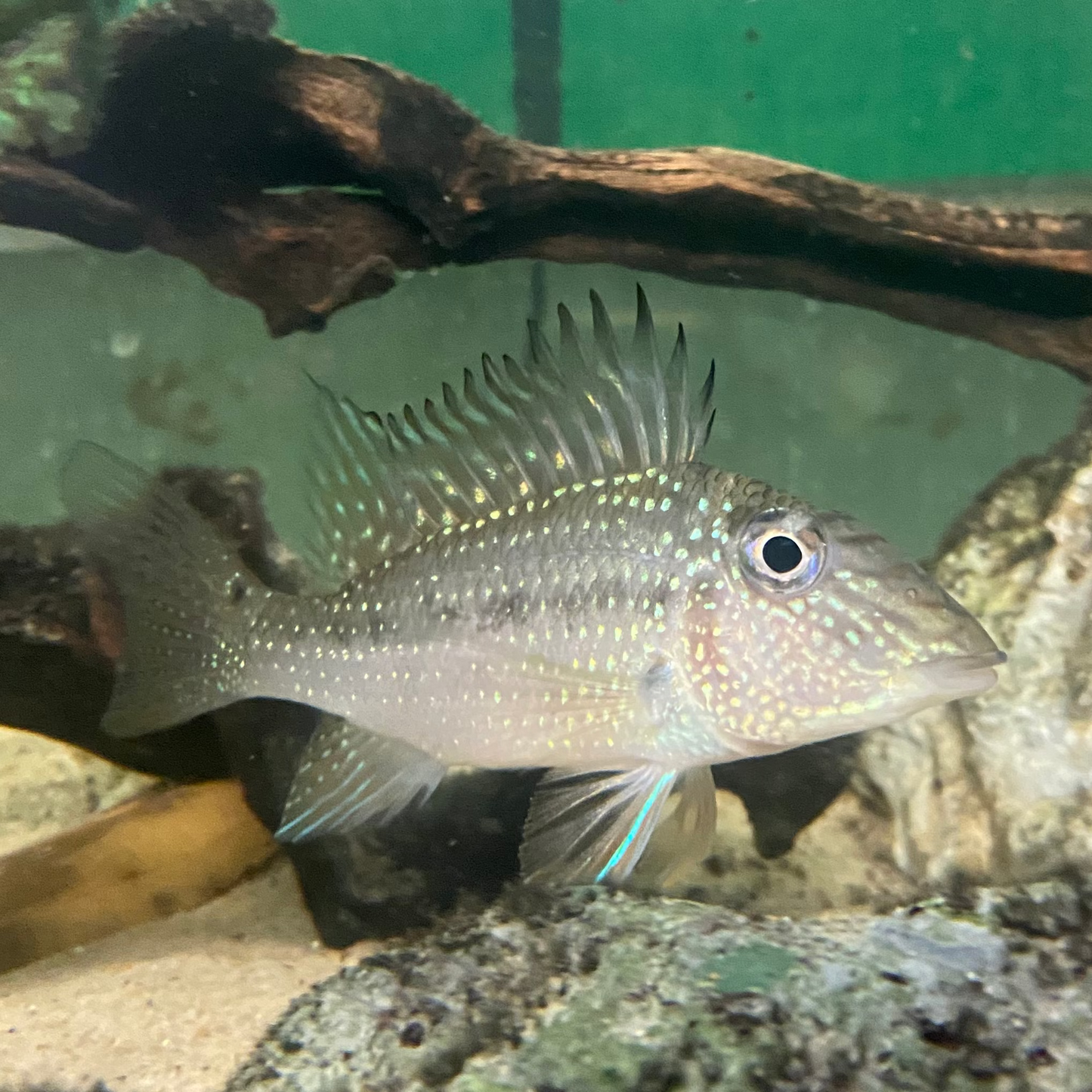  Satanoperca Geophagus