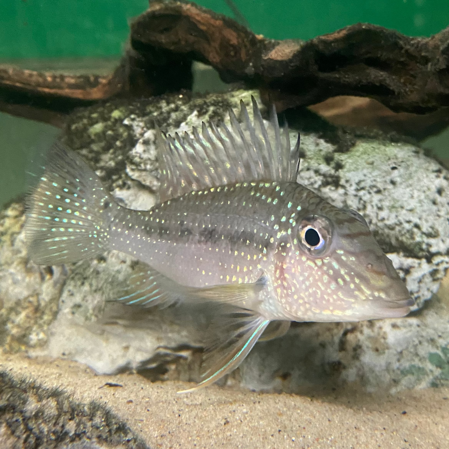  Satanoperca Geophagus