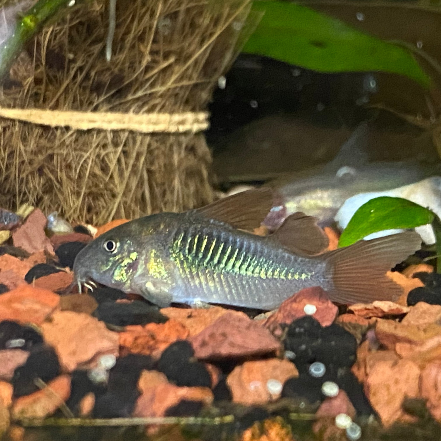 Bronze/Green Cory - Corydoras Aeneus