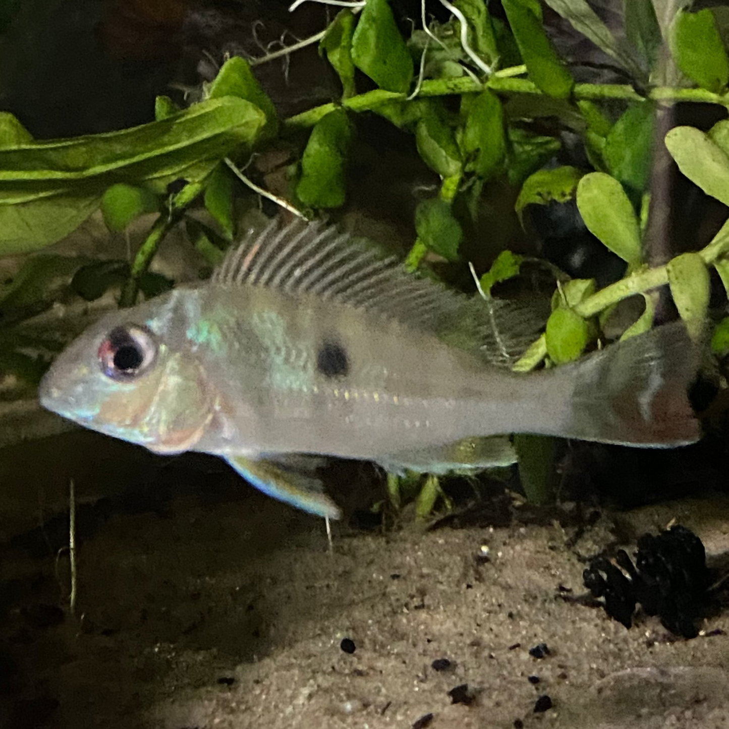 Red Striped Eartheater - Geophagus Surinamensis - Wild Caught from Colombia