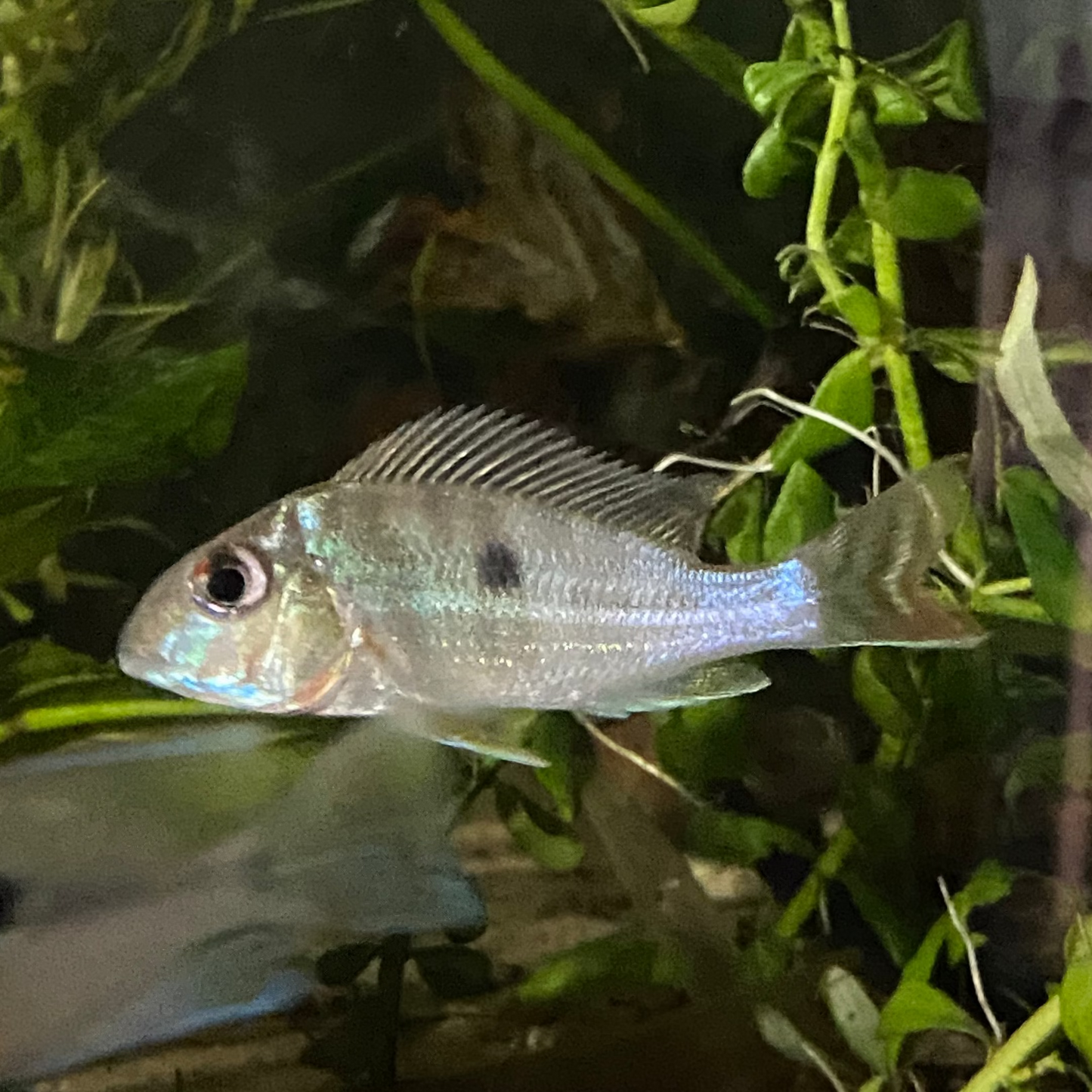 Red Striped Eartheater - Geophagus Surinamensis - Wild Caught from Colombia