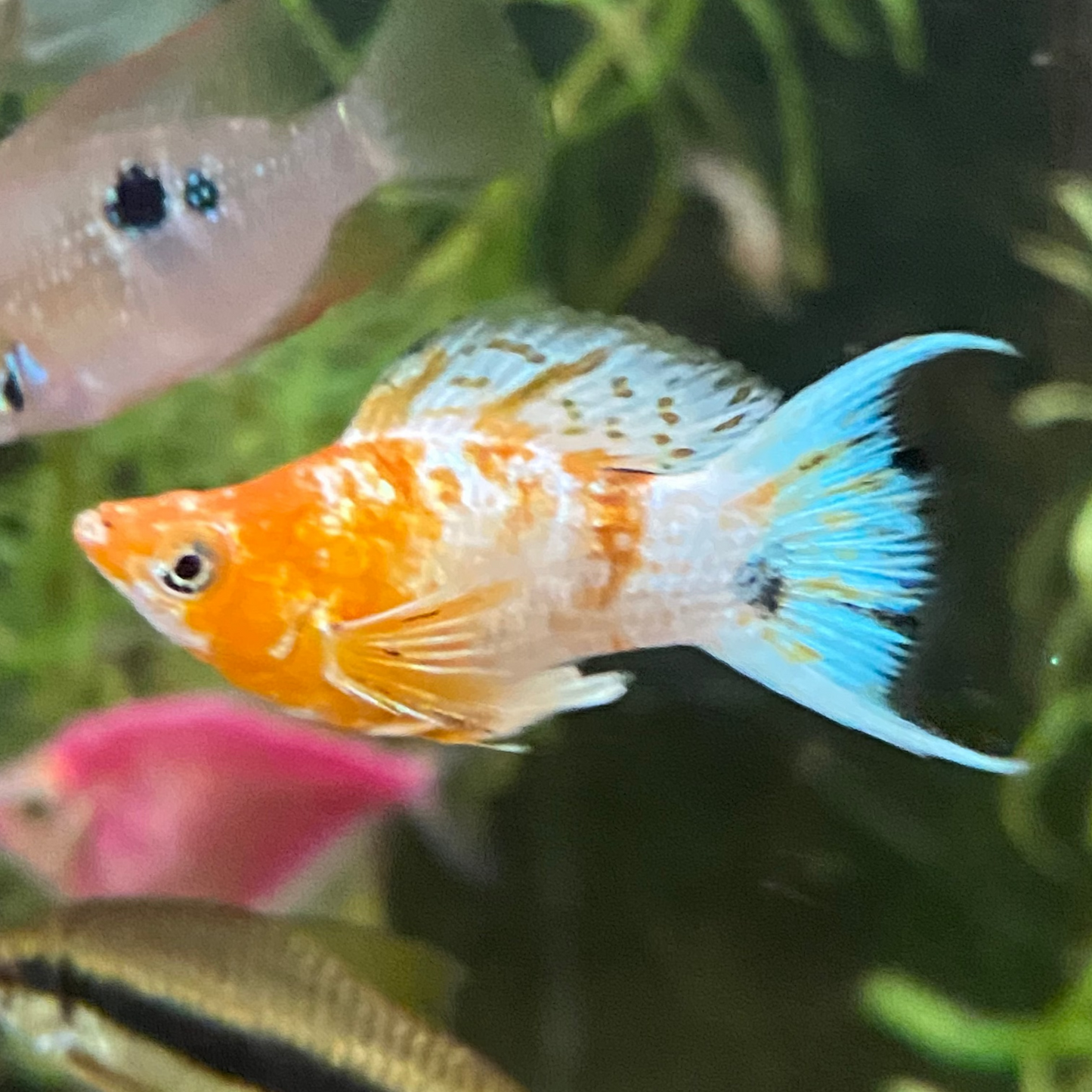 Assorted Lyretail Balloon Molly