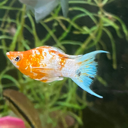 Assorted Lyretail Balloon Molly