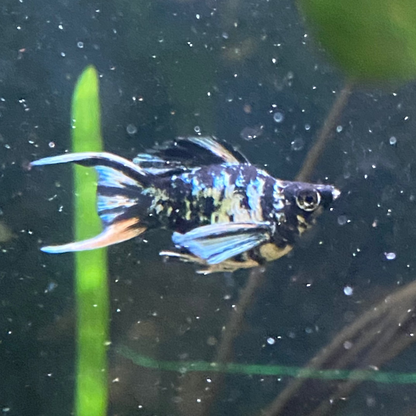 Assorted Lyretail Balloon Molly