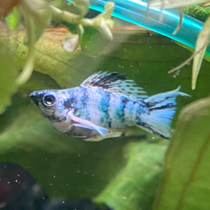 Assorted Lyretail Balloon Molly