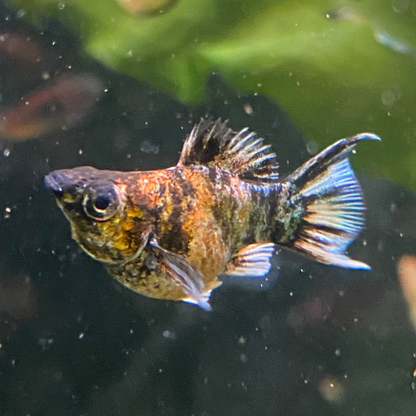 Assorted Lyretail Balloon Molly