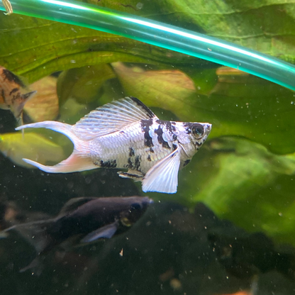 Assorted Lyretail Balloon Molly