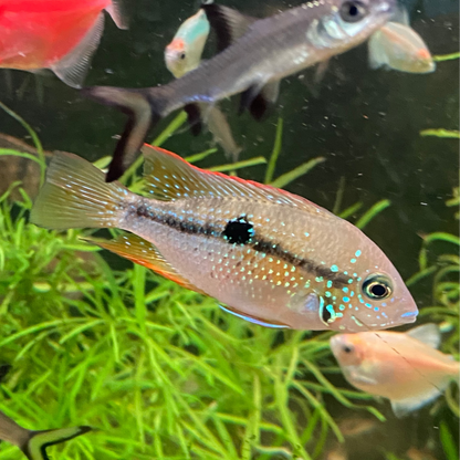 Spot Cheek Cichlid - Thorichthys Maculipinnis