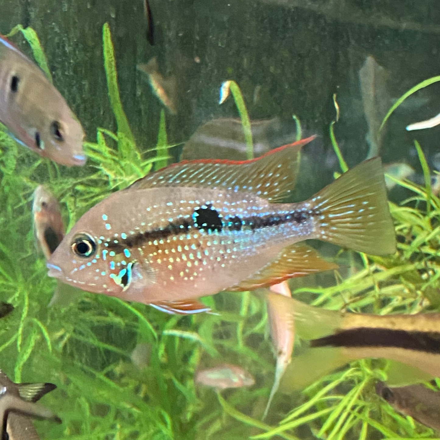 Spot Cheek Cichlid - Thorichthys Maculipinnis