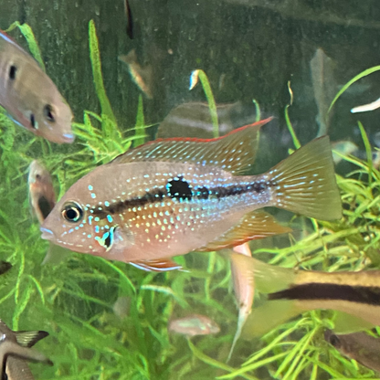 Spot Cheek Cichlid - Thorichthys Maculipinnis