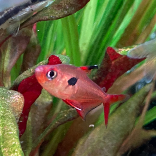 Super Red Phantom Tetra (Wild Caught) - Hyphessobrycon Sweglesi