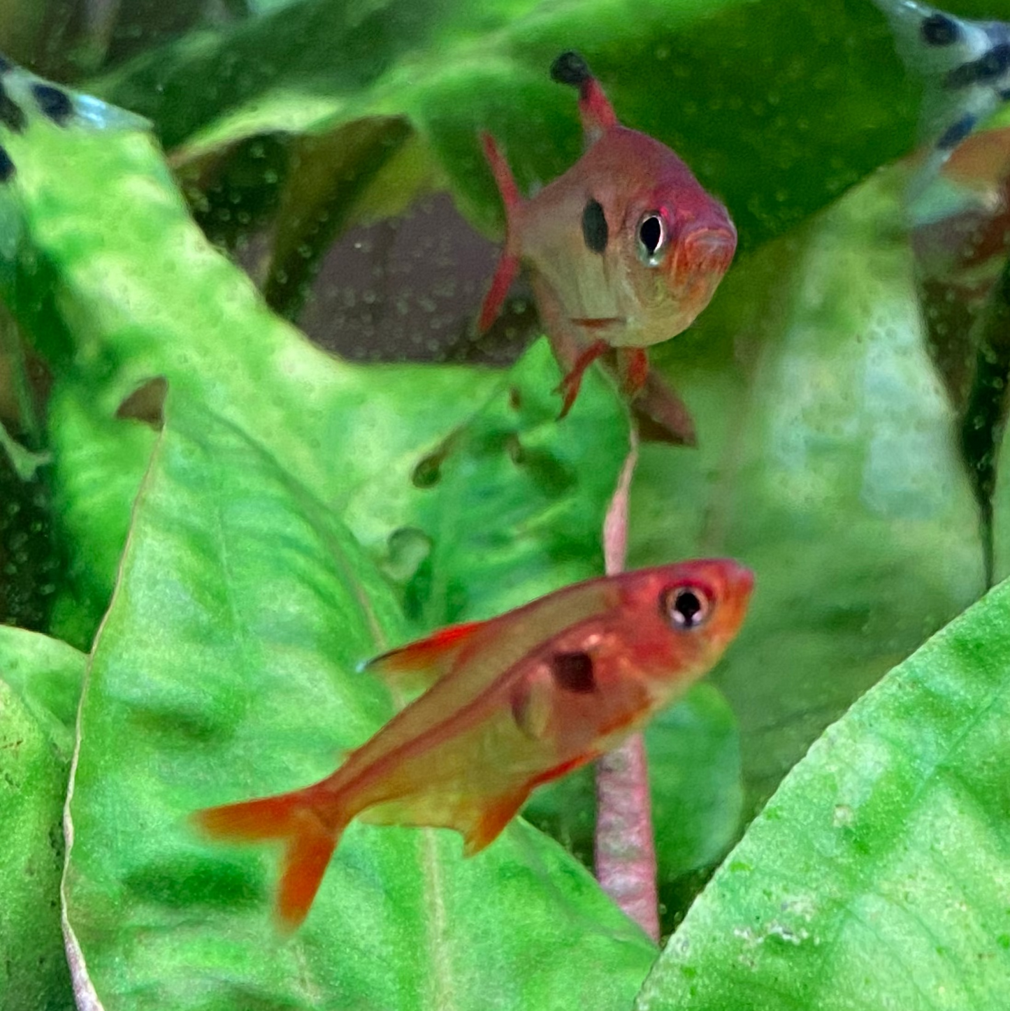 Super Red Phantom Tetra (Wild Caught) - Hyphessobrycon Sweglesi