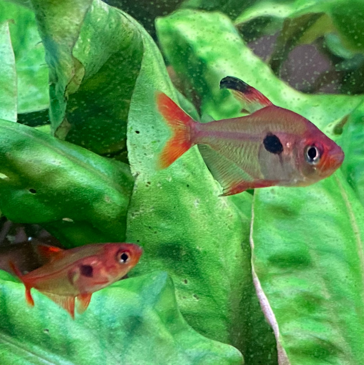 Super Red Phantom Tetra (Wild Caught) - Hyphessobrycon Sweglesi