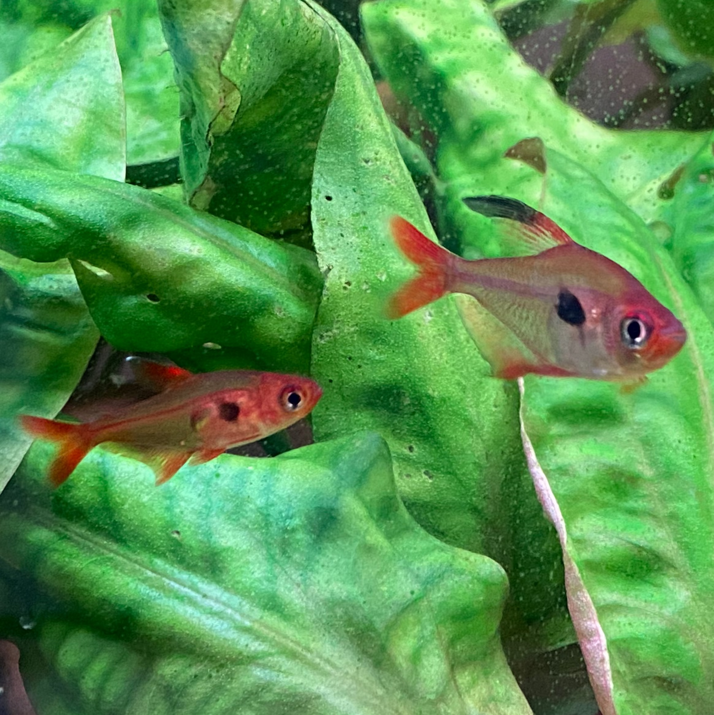 Super Red Phantom Tetra (Wild Caught) - Hyphessobrycon Sweglesi