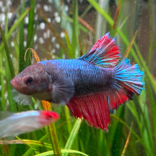 Halfmoon Betta (Female) - High Grade