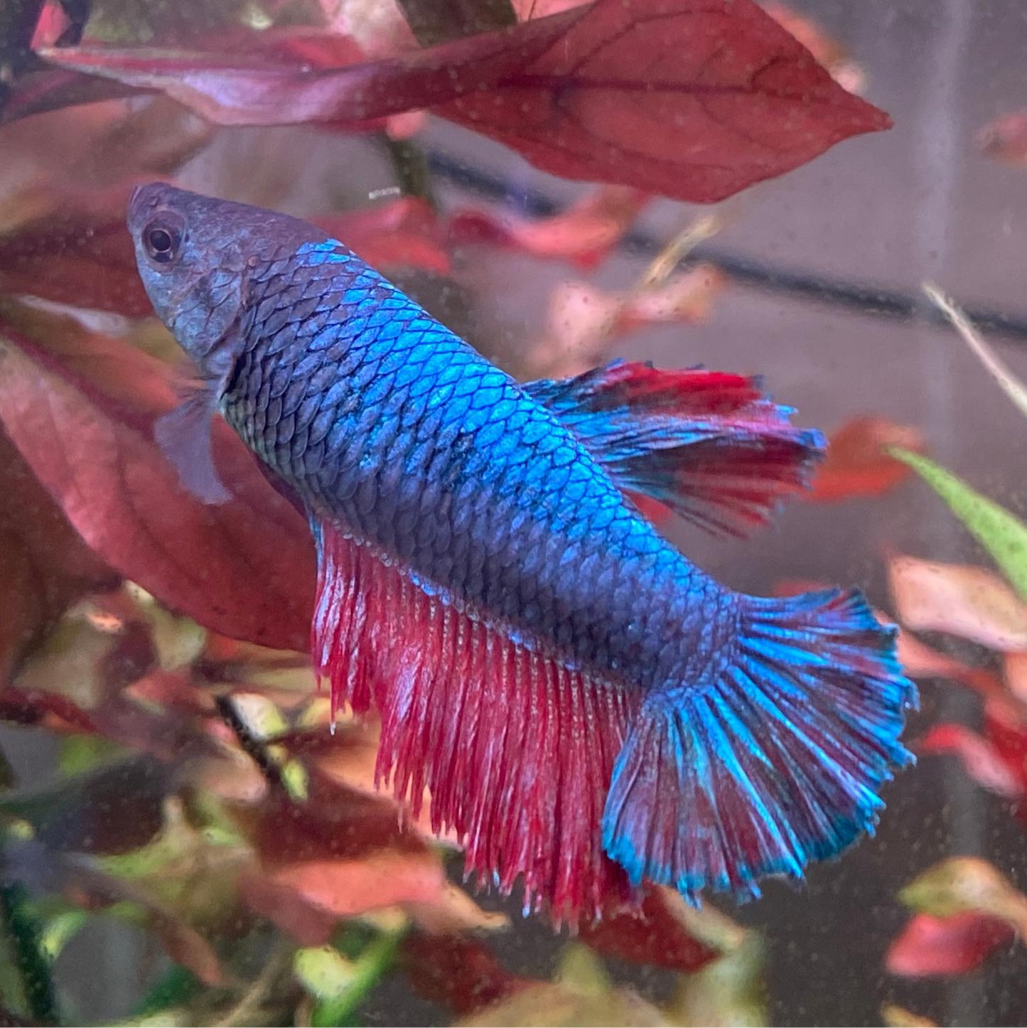 Halfmoon Betta (Female) - High Grade