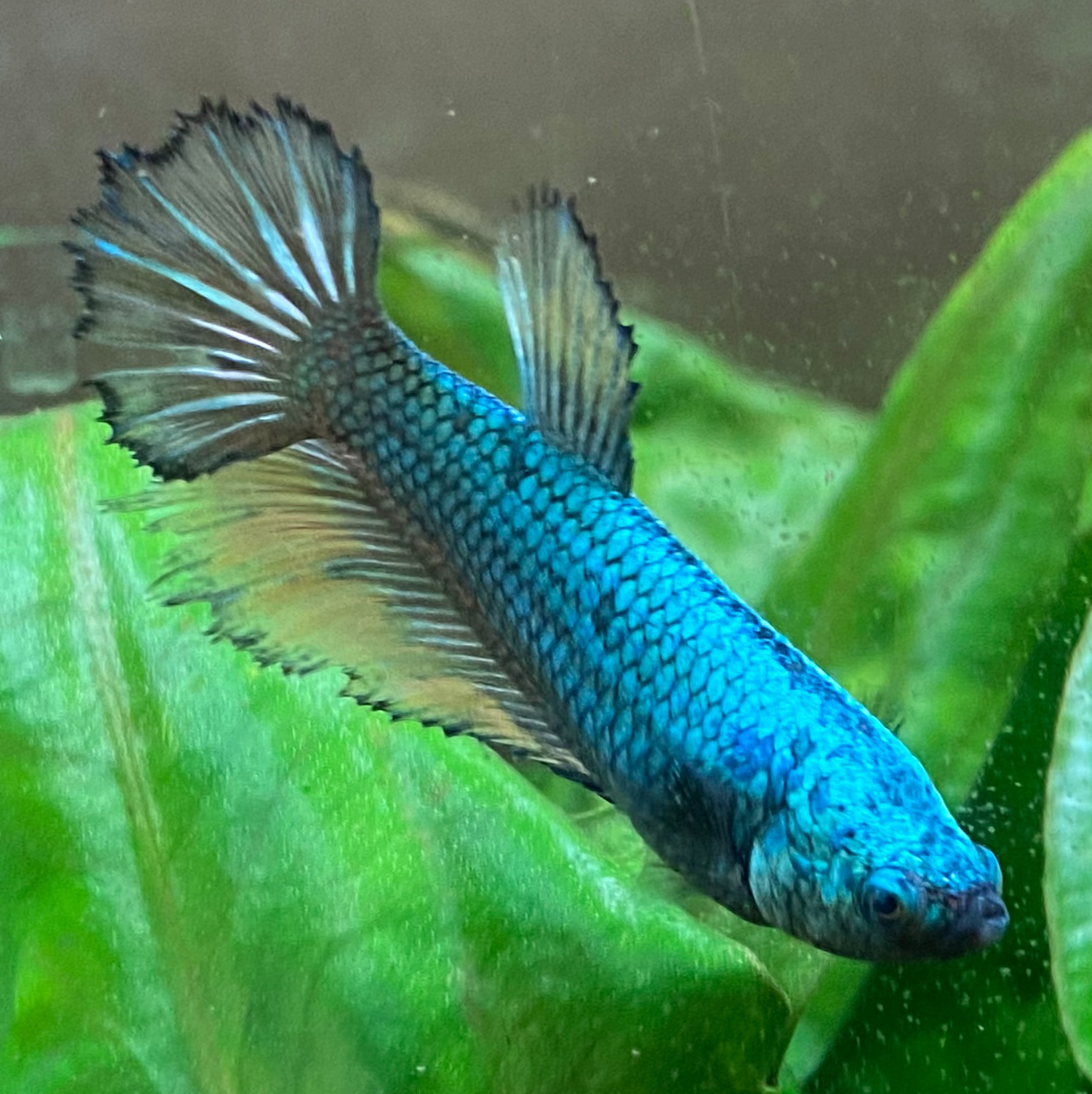 Halfmoon Betta (Female) - High Grade