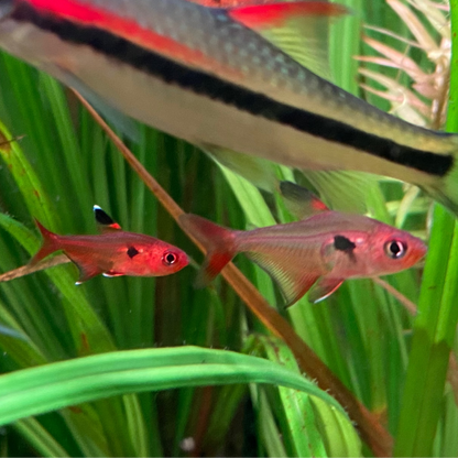 Super Red Phantom Tetra (Wild Caught) - Hyphessobrycon Sweglesi
