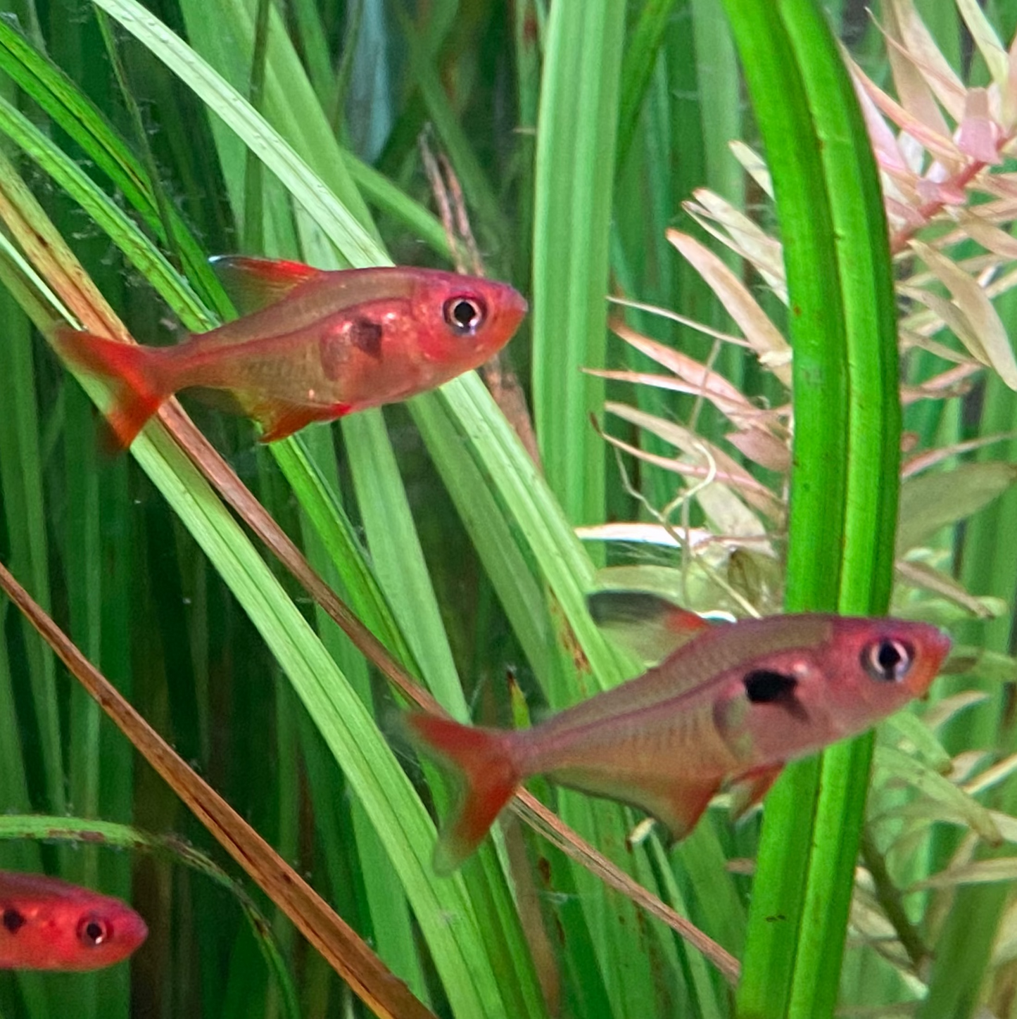 Super Red Phantom Tetra (Wild Caught) - Hyphessobrycon Sweglesi