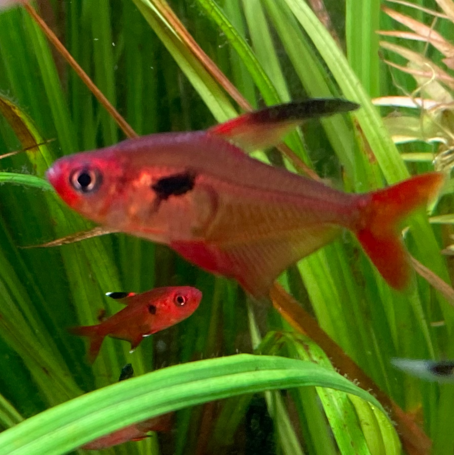 Super Red Phantom Tetra (Wild Caught) - Hyphessobrycon Sweglesi