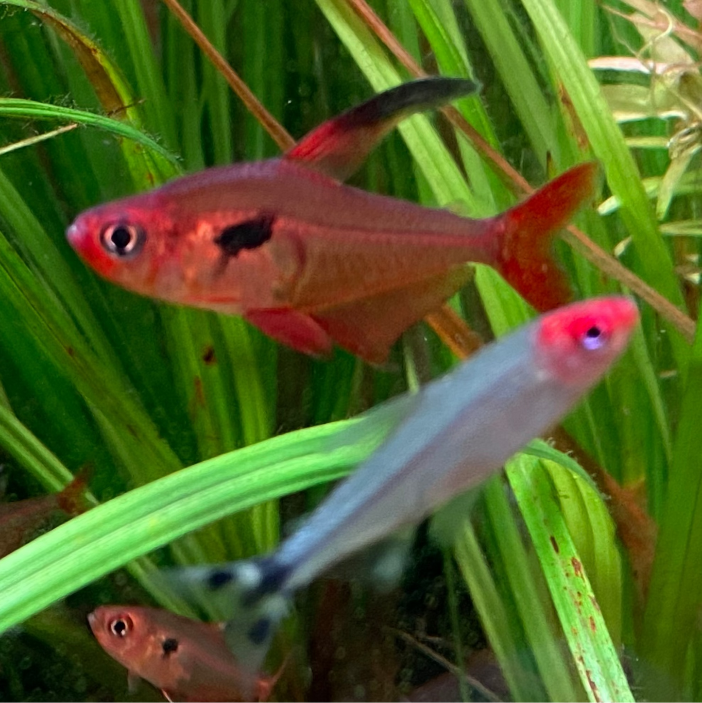 Super Red Phantom Tetra (Wild Caught) - Hyphessobrycon Sweglesi