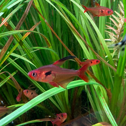 Super Red Phantom Tetra (Wild Caught) - Hyphessobrycon Sweglesi