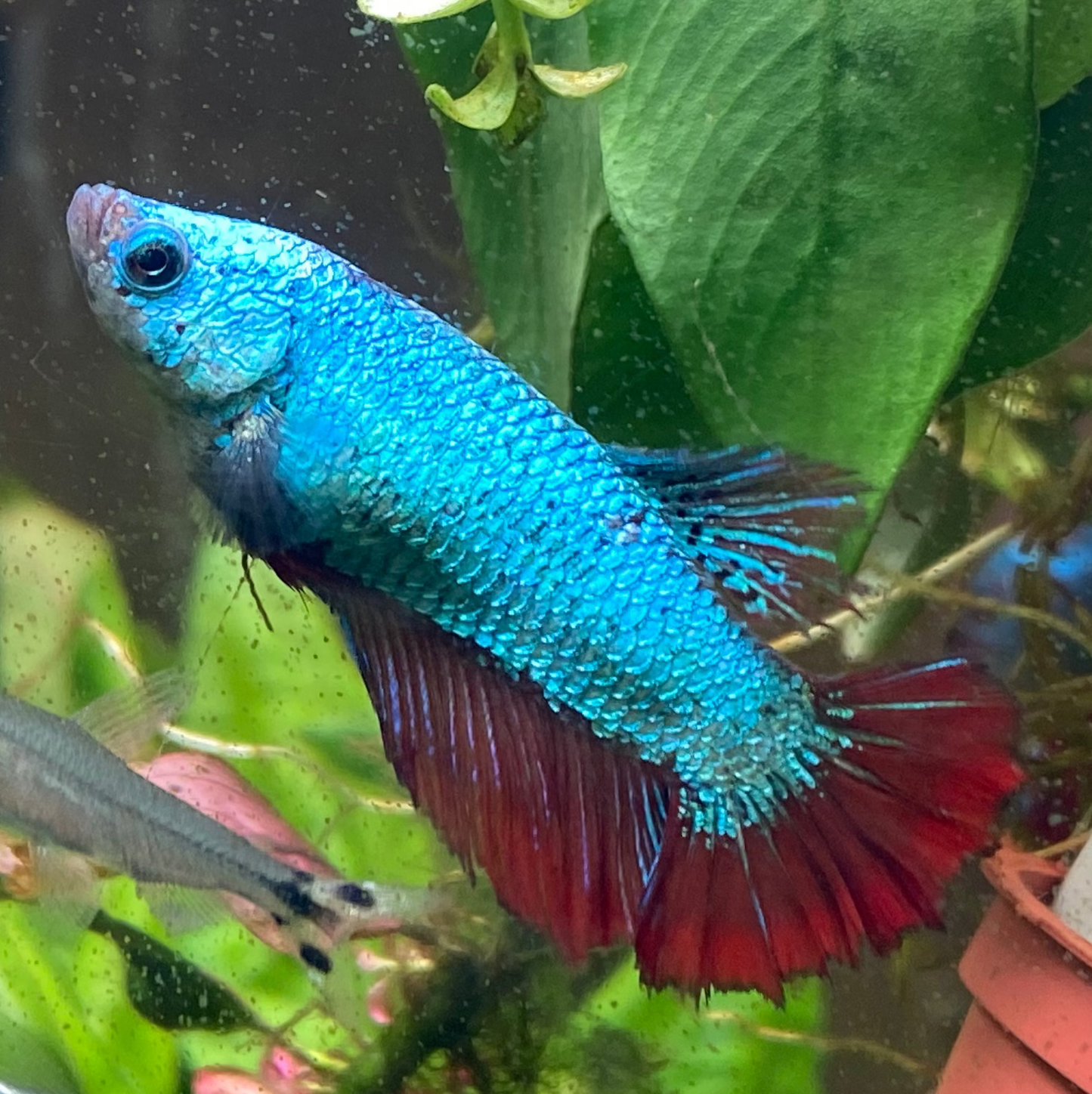 Halfmoon Betta (Female) - High Grade