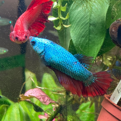 Halfmoon Betta (Female) - High Grade