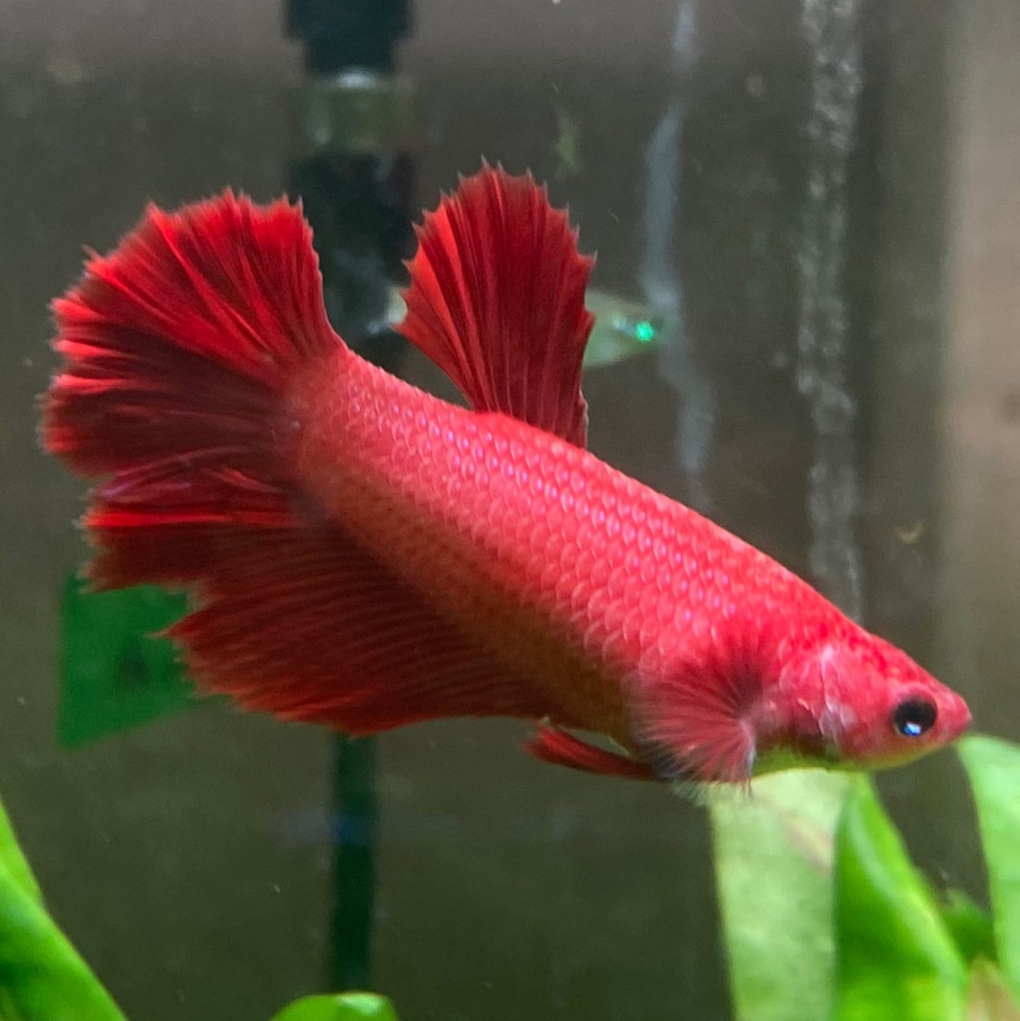 Halfmoon Betta (Female) - High Grade