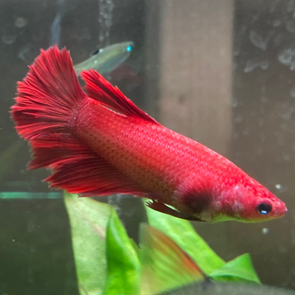 Halfmoon Betta (Female) - High Grade