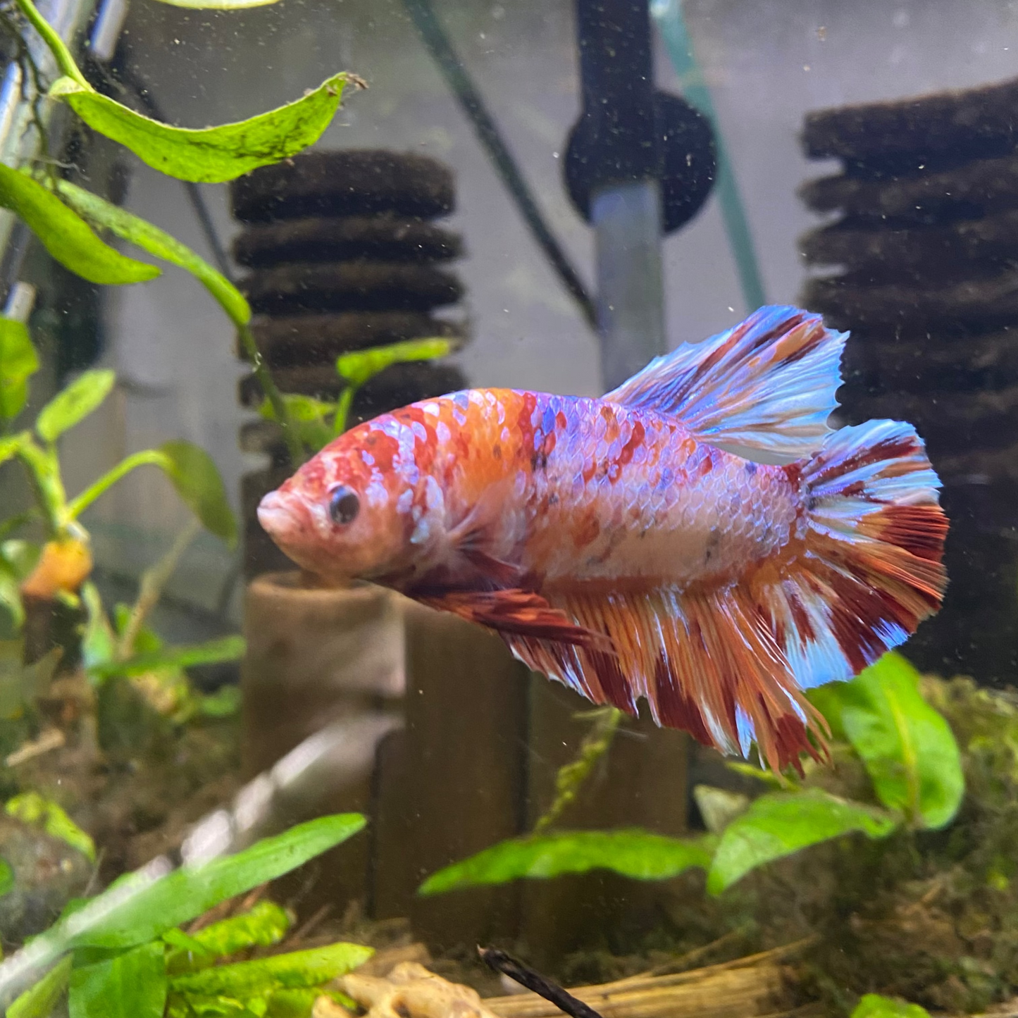 Giant Candy HMPK Betta (Male) - Grade A